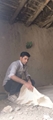 مراقبت حشره شناسی در راستای مبارزه با بیماری های قابل انتقال توسط ناقلین (سالک،تب دنگی،مالاریا) در شهرستان زرین دشت